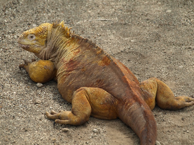 ../../Pictures/050210/073 Landleguan.JPG